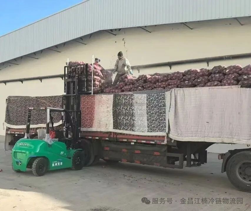 叉车装卸洋葱作业现场